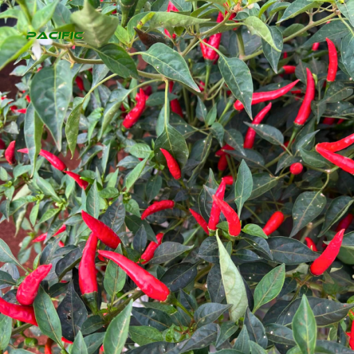 Red Chilli 3