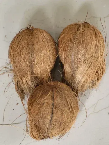 Semi-husked Coconut Product Image
