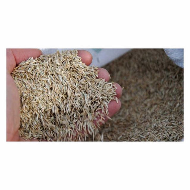 Non-GMO Certified Alfalfa Seed