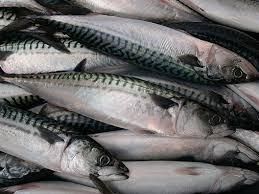 Frozen Pacific Mackerel WR Fish Food - Close-up