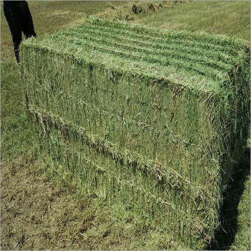 Alfalfa Hay 3