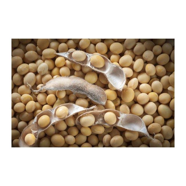 Ready-to-Ship Soybean