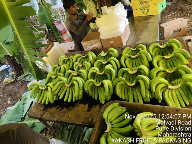 Cavendish Banana Image 5