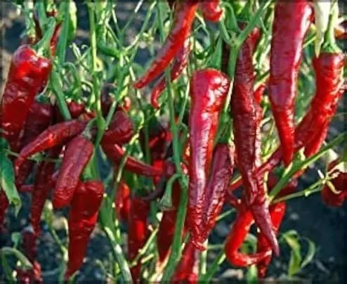 Red chili powder spice close-up