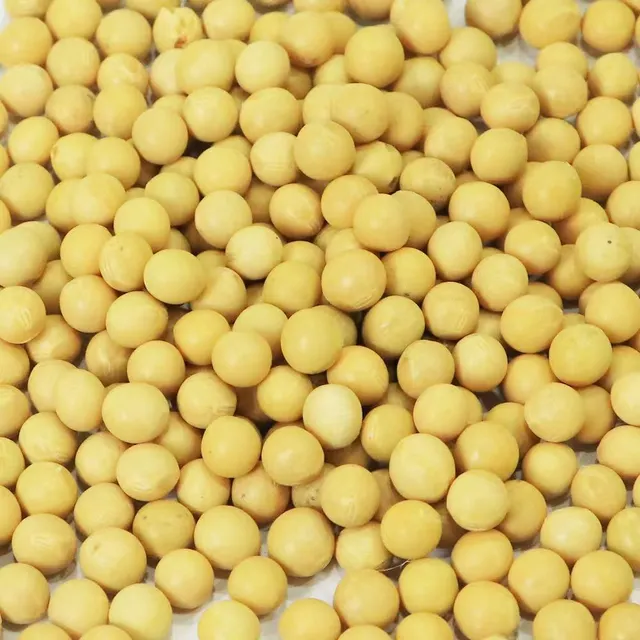 Non-GMO Soybean Seeds Closeup