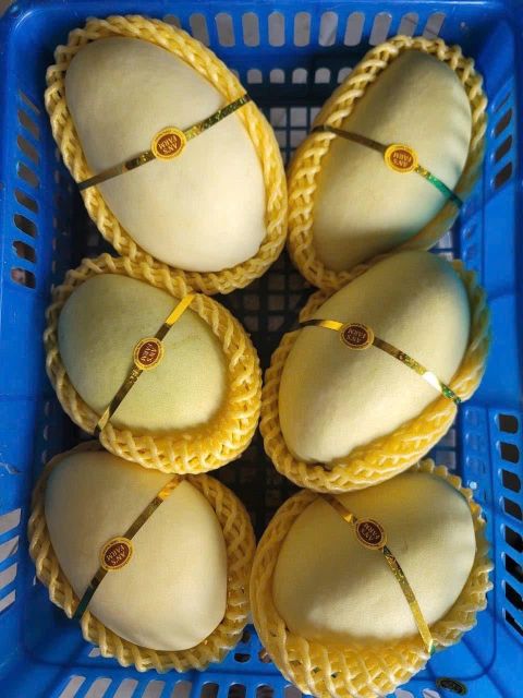 Fresh Mango Products