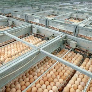 Fresh brown chicken eggs in basket