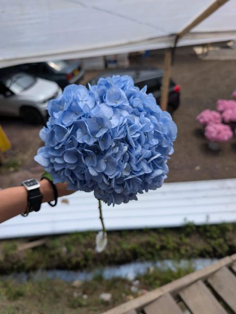 Hydrangea 5