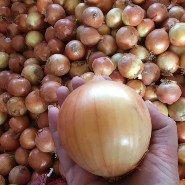 Shallot