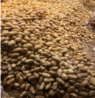 Yellow Organic Potato