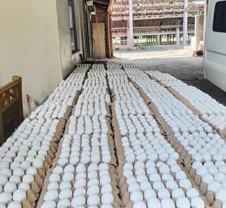 Fresh White Chicken Eggs Image 1