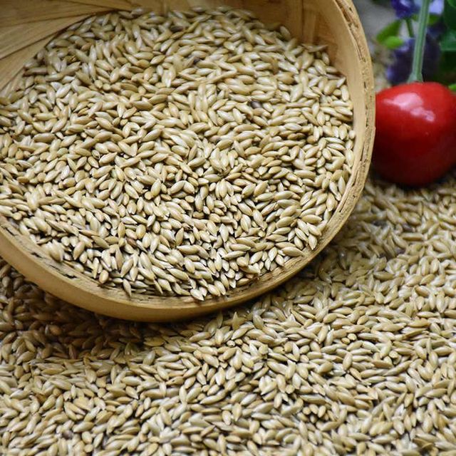 Cleaned Canary Seeds, Export Grade