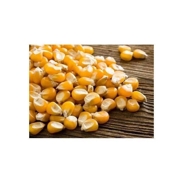 Yellow Maize Grain