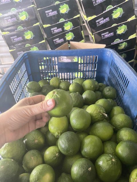 Vietnam Seedless Lemon
