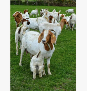 Boer Goat