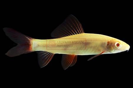 Albino Red Fin Shark