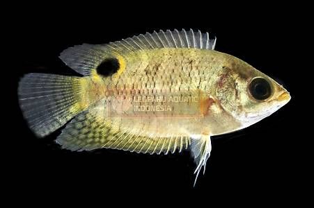 Belontia Hasselti