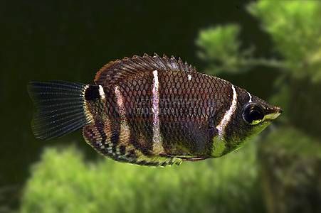 Chocolate Gourami