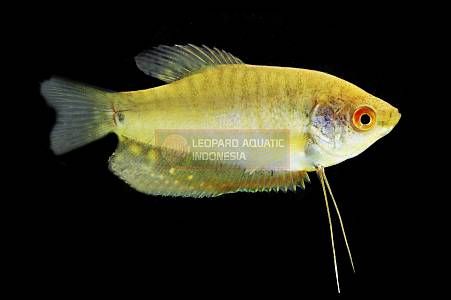 Golden Strain Gourami