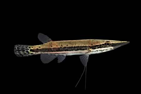 Luciocephalus Pulcher