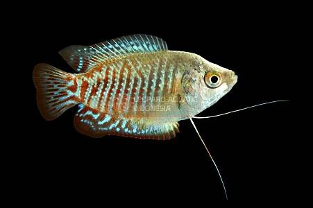 Neon Dwarf Gourami