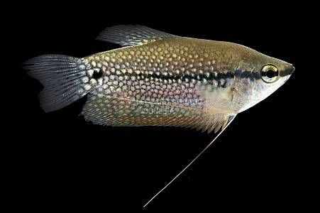 Pearl Gourami