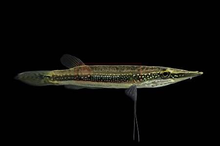 Peppermint Pikehead Gourami
