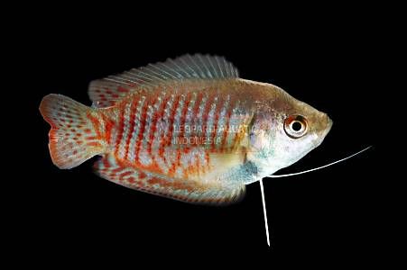 Red Neon Dwarf Gourami
