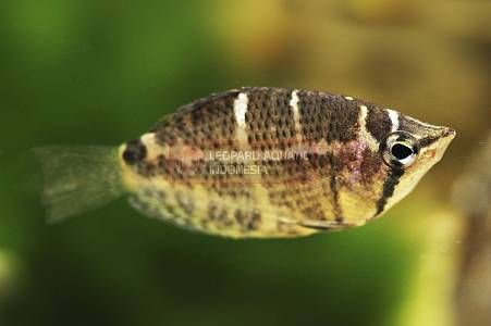 Selatanensis Gourami