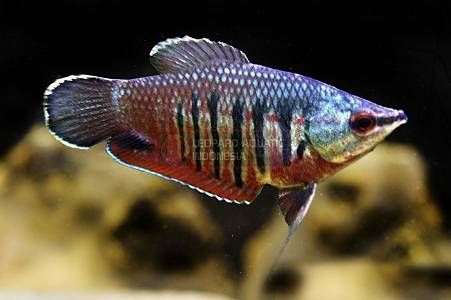Vailanti Gourami