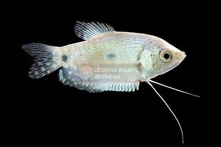 White Strain Gourami