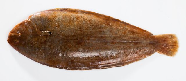 Fresh Fish Image 3