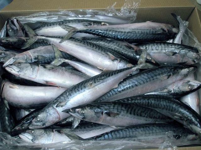 Horse Mackerel Fish Product 2