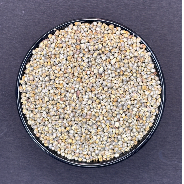 Pearl Millet Grain