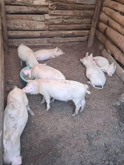 Pork Product