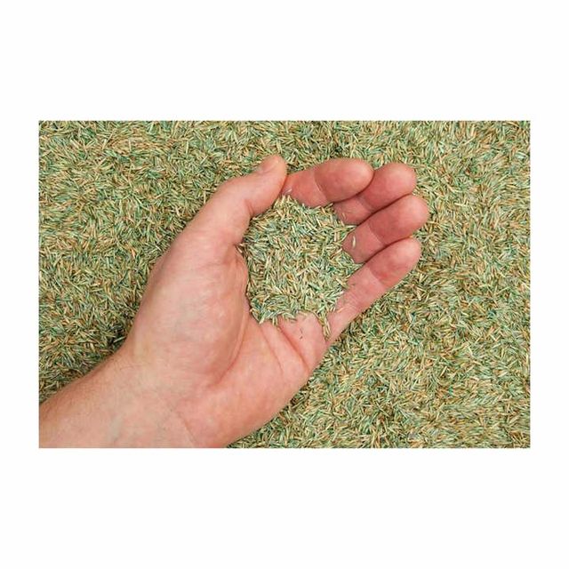 Premium Alfalfa Seed