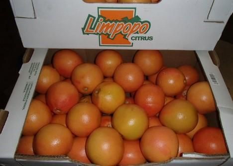 Fresh Orange 1