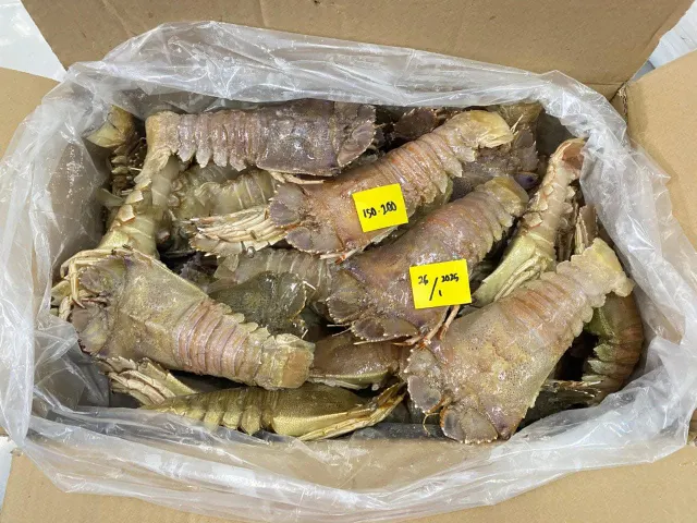 Frozen Slipper Lobster packed for export