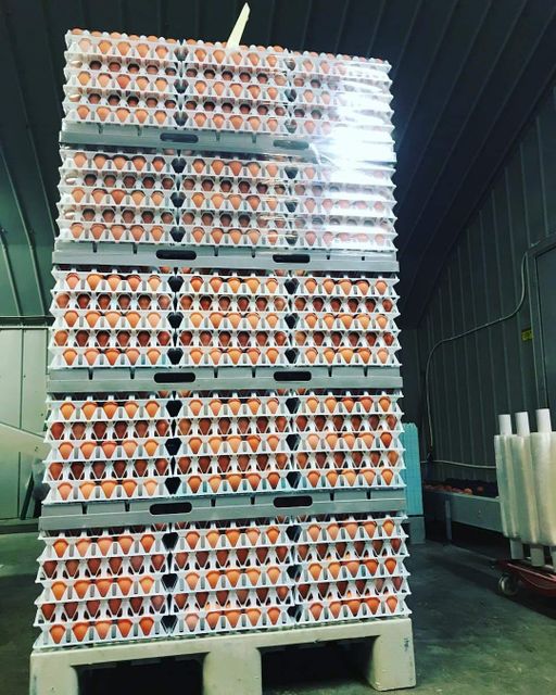 Farm Fresh Chicken Table Eggs