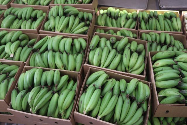 Fresh Green Plantains