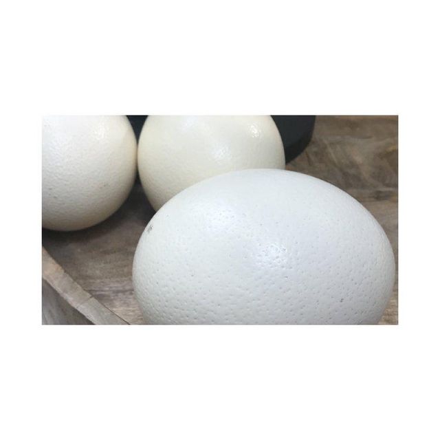 Ostrich Egg Collection