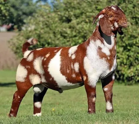 Boer goat kids on healthy livestock farm