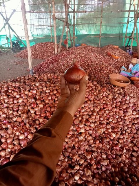 Fresh Indian Red Onions