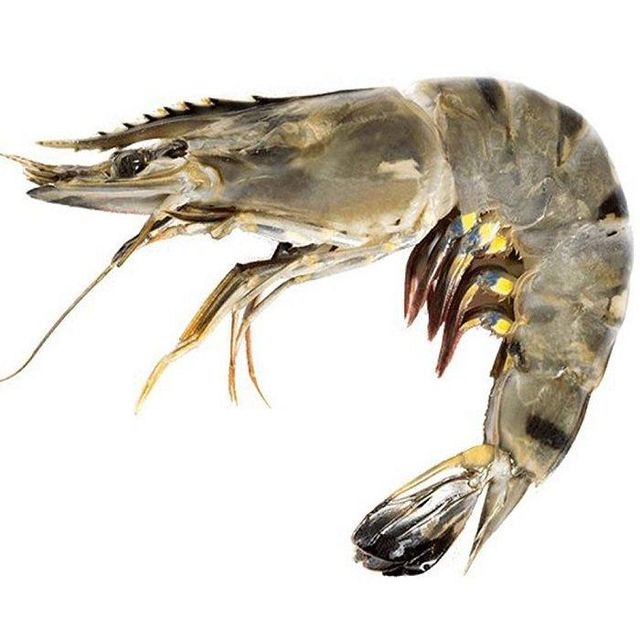 Frozen Black Tiger Shrimp