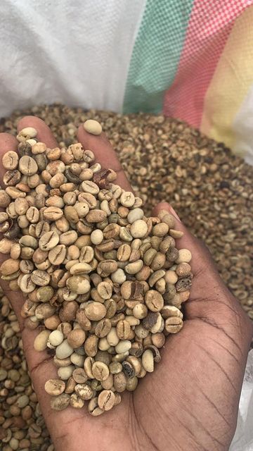 Arabica Coffee Bean Product 1