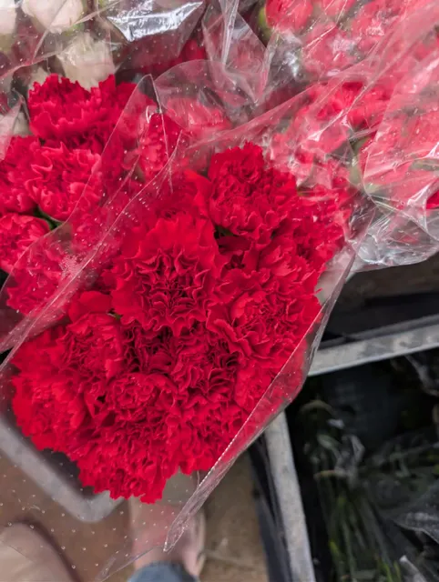 Elegant 75cm Carnation Display