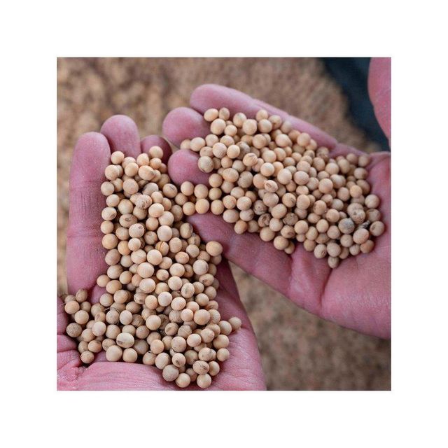 High Quality Non GMO Yellow Soybeans