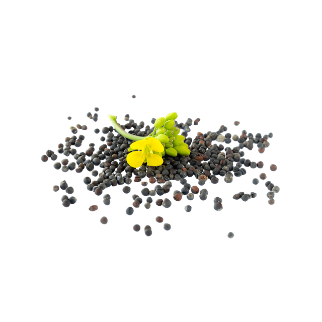 Rapeseed Product Image 1
