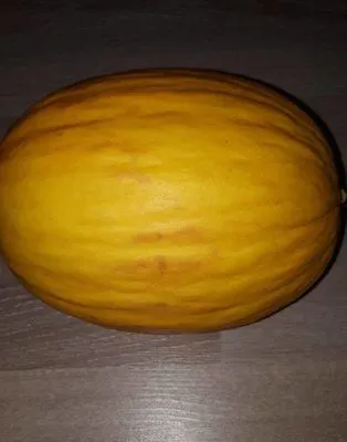 Fresh Melon Yellow Premium Canary Product