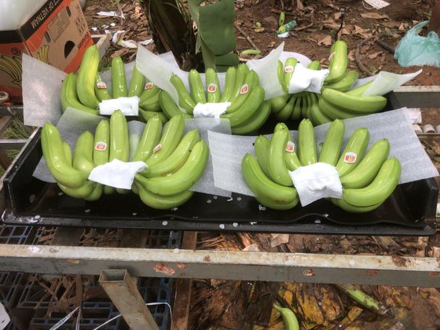Green Banana Product 3